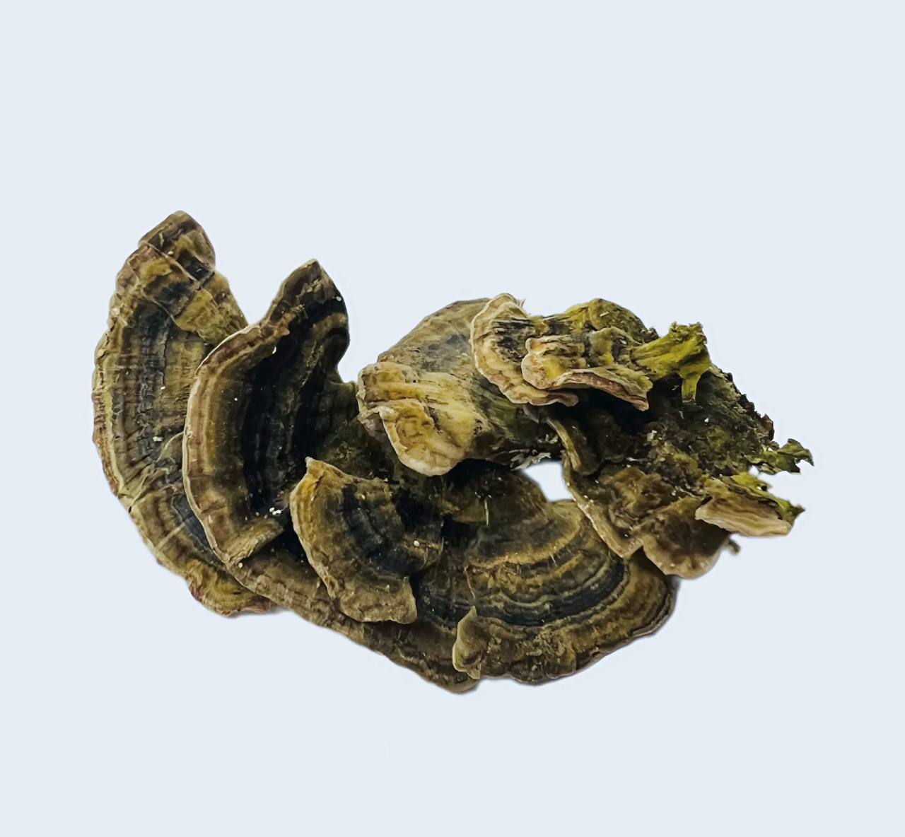 36391487.jpg Траметес різнокольоровий