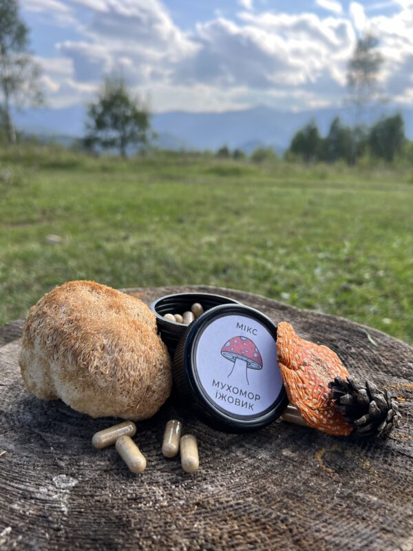 мікс червоний мухомор та їжовик гребінчастий