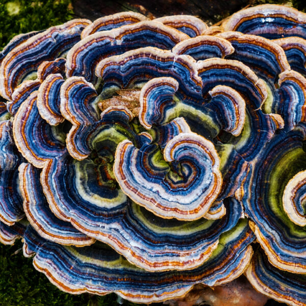 multicolored fungi on a log with moss