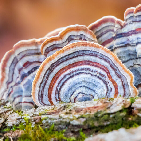 Turkey Tail Medicinal Mushroom (Trametes versicolor)