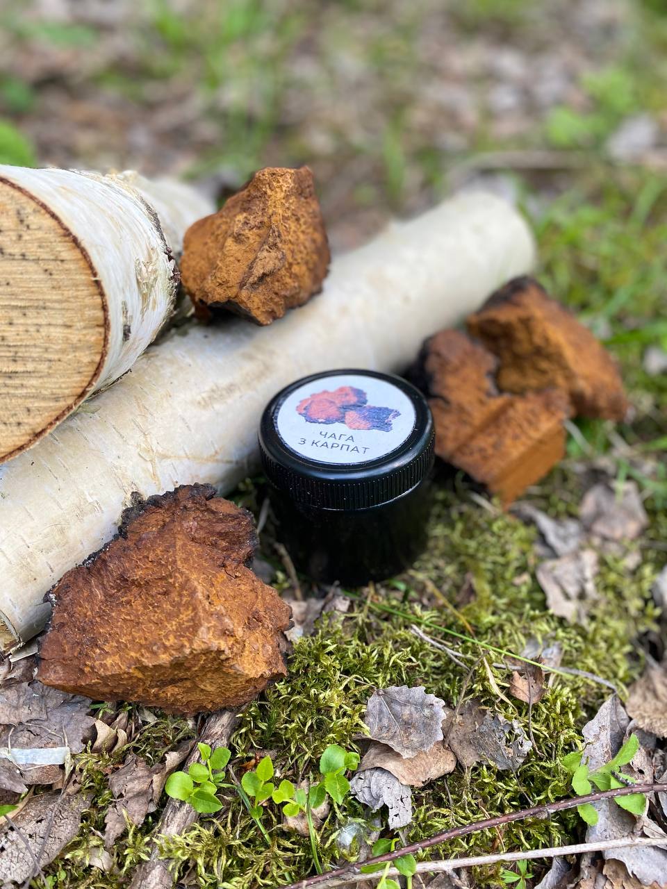 Суха чага — березовий гриб для приготування чаю