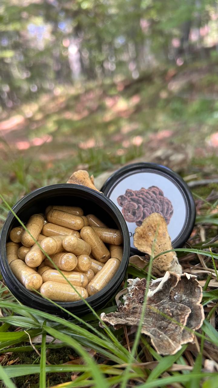 Траметес різнокольоровий в капсулах