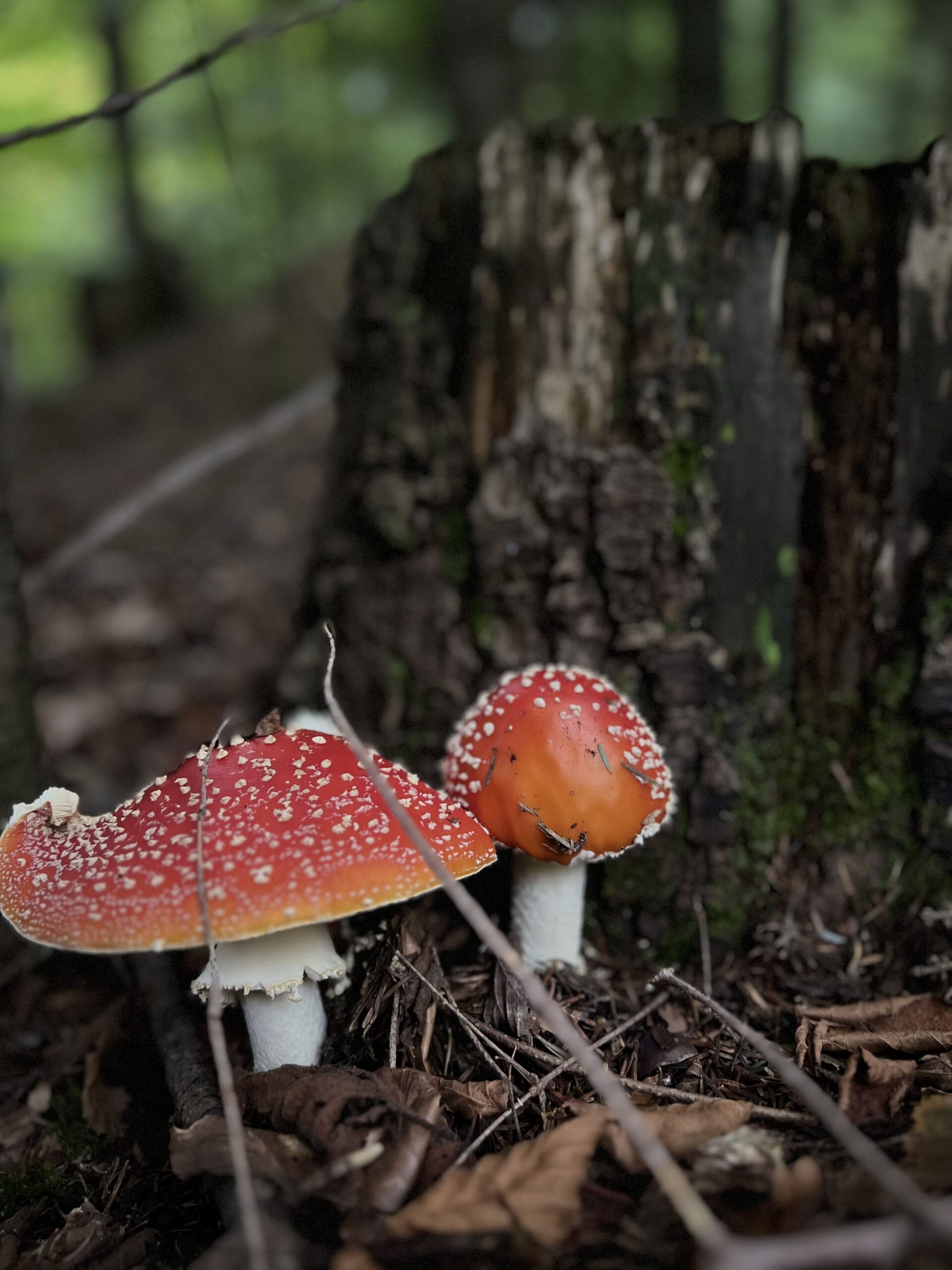 червоний мухомор для мікродозингу