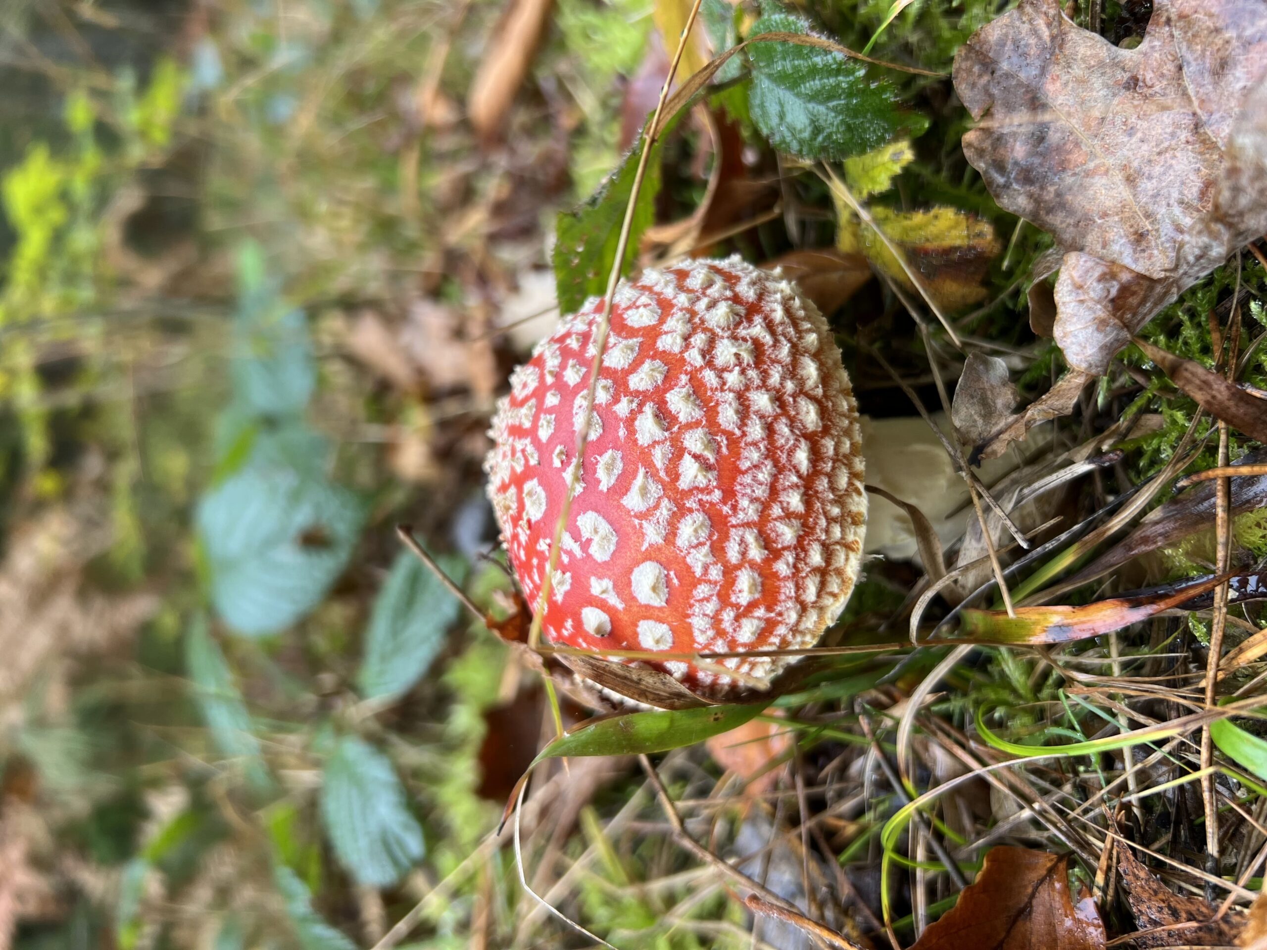 Червоний мухомор з карпат