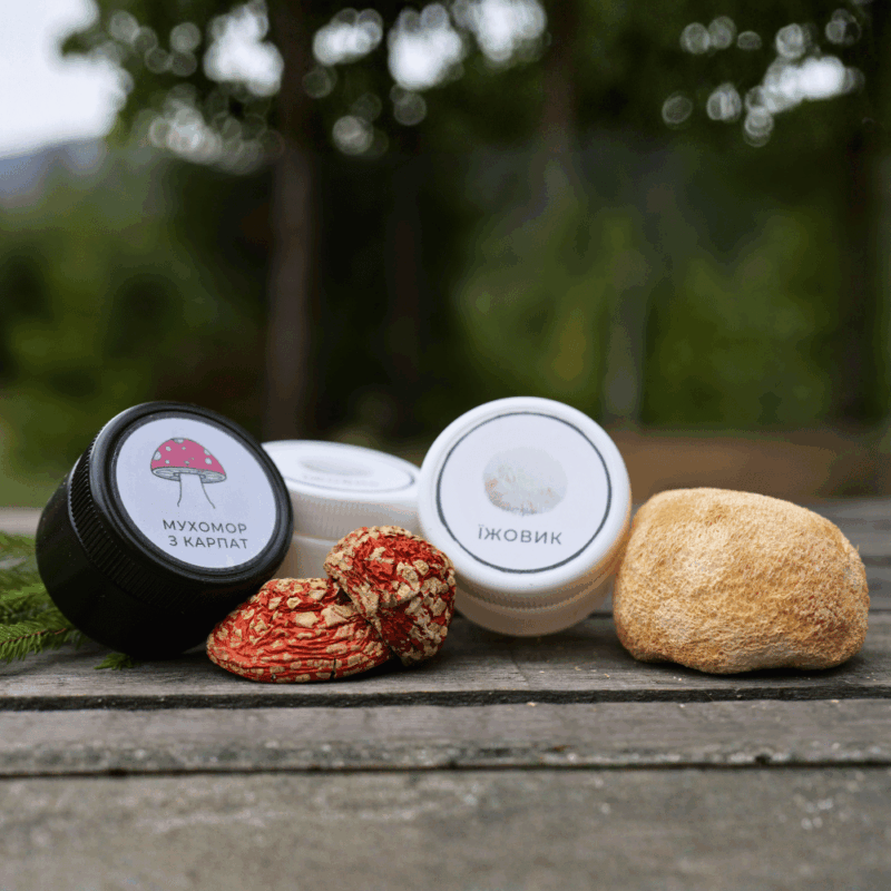 Чевроний мухмор та їжовик гребінчастий